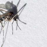 Le moustique tigre possède un corps et des pattes rayés de noir et blanc. Il mesure entre 5 et 10 mm. Il pique essentiellement la journée et peut être porteur de maladies comme la dengue, le chikungunya ou le zika (archives).